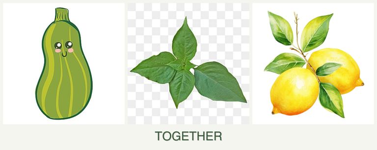 Can you plant zucchini, basil and lemons together?