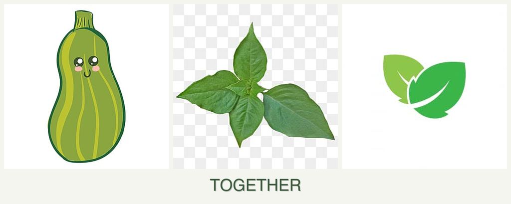 Can you plant zucchini, basil and mint together?