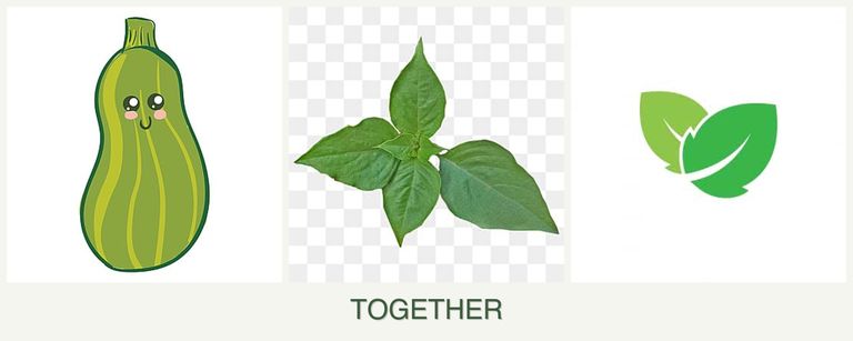 Can you plant zucchini, basil and mint together?