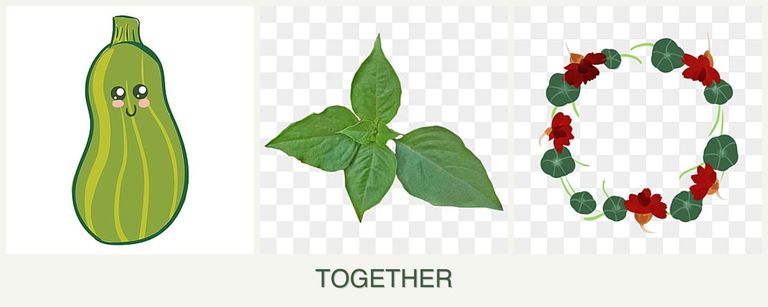 Can you plant zucchini, basil and nasturtiums together?