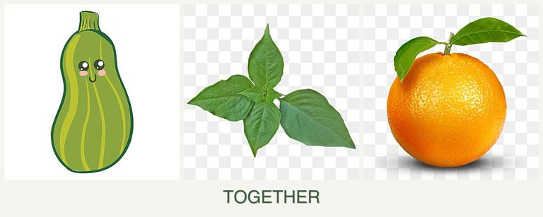 Can you plant zucchini, basil and oranges together?