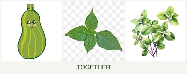 Can you plant zucchini, basil and oregano together?