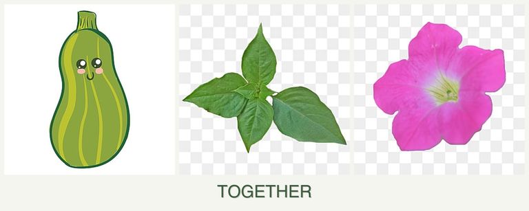 Can you plant zucchini, basil and petunias together?
