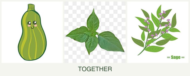Can you plant zucchini, basil and sage together?