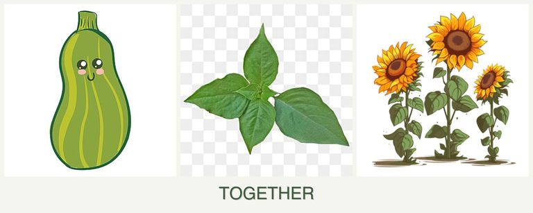 Can you plant zucchini, basil and sunflowers together?