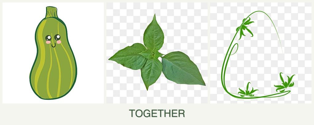 Can you plant zucchini, basil and tarragon together?