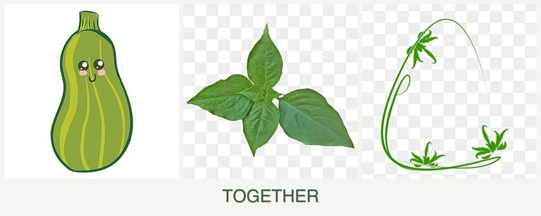 Can you plant zucchini, basil and tarragon together?