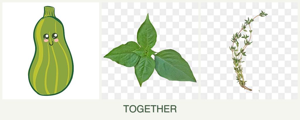 Can you plant zucchini, basil and thyme together?