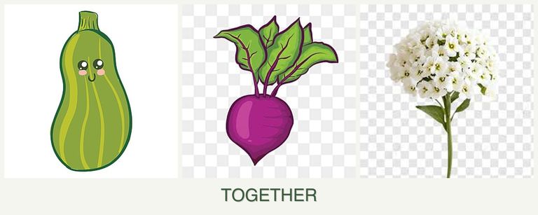 Can you plant zucchini, beets and alyssum together?