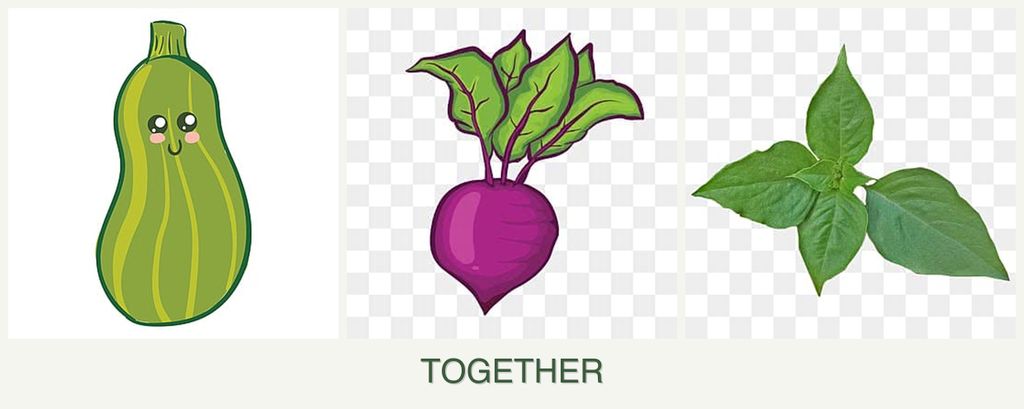 Can you plant zucchini, beets and basil together?