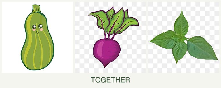 Can you plant zucchini, beets and basil together?