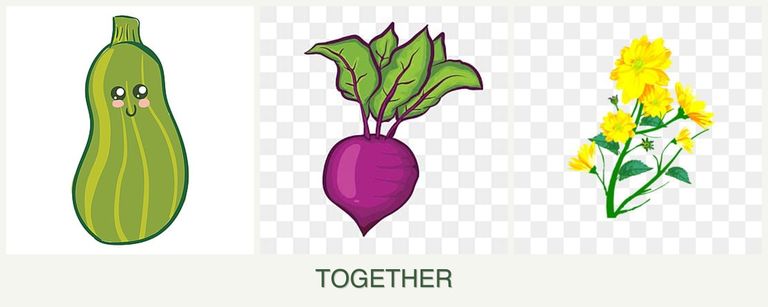 Can you plant zucchini, beets and calendula together?