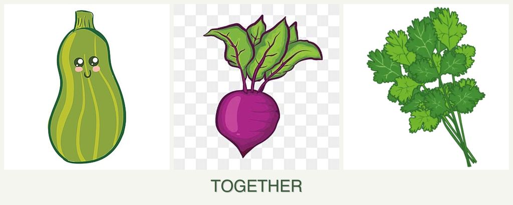 Can you plant zucchini, beets and cilantro together?