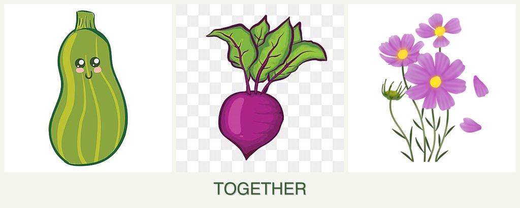 Can you plant zucchini, beets and cosmos together?