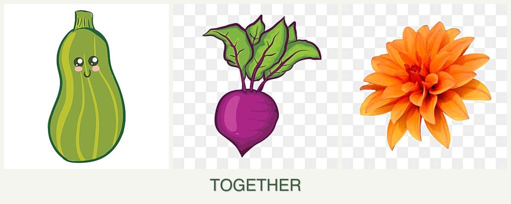Can you plant zucchini, beets and dahlias together?