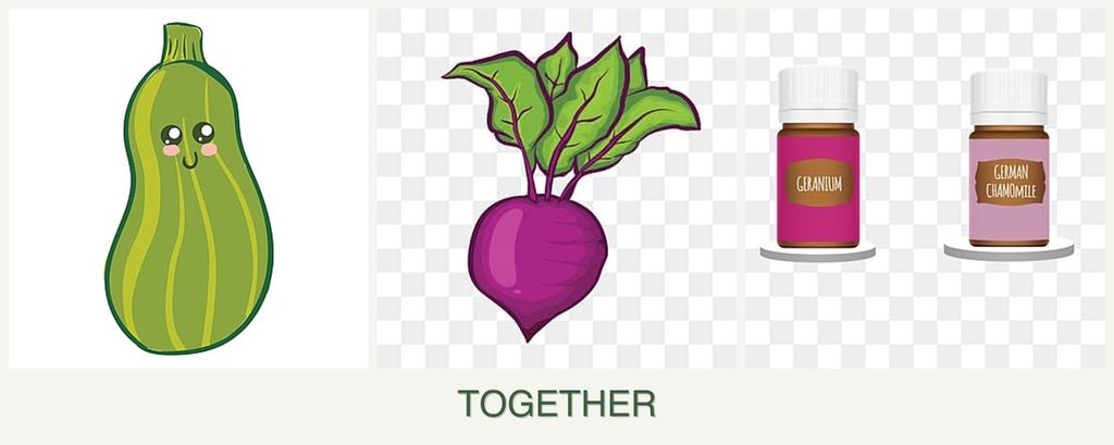 Can you plant zucchini, beets and geraniums together?