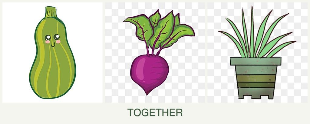 Can you plant zucchini, beets and lemongrass together?