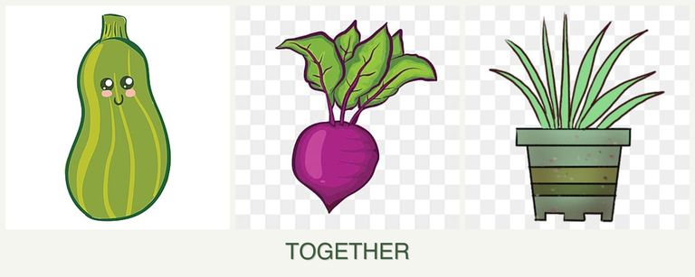 Can you plant zucchini, beets and lemongrass together?