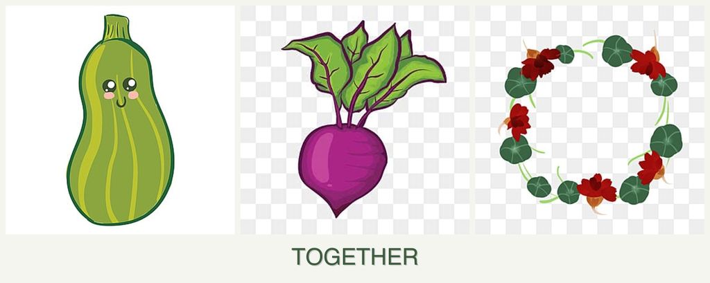 Can you plant zucchini, beets and nasturtiums together?