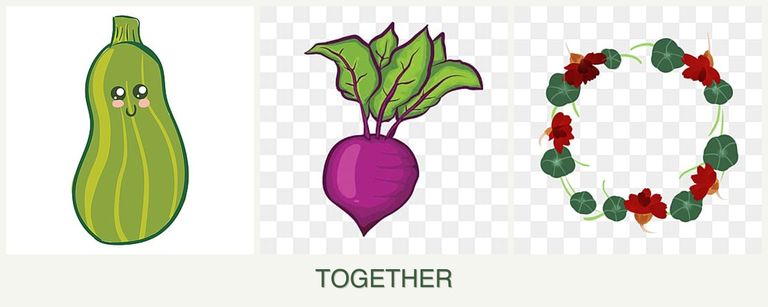 Can you plant zucchini, beets and nasturtiums together?