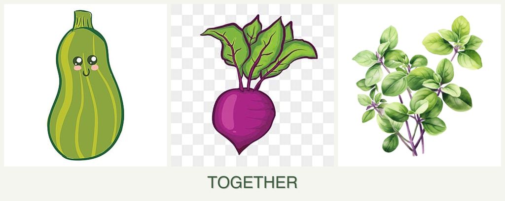 Can you plant zucchini, beets and oregano together?
