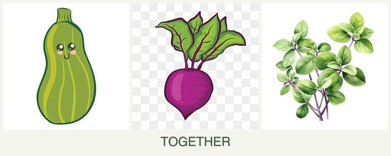 Can you plant zucchini, beets and oregano together?