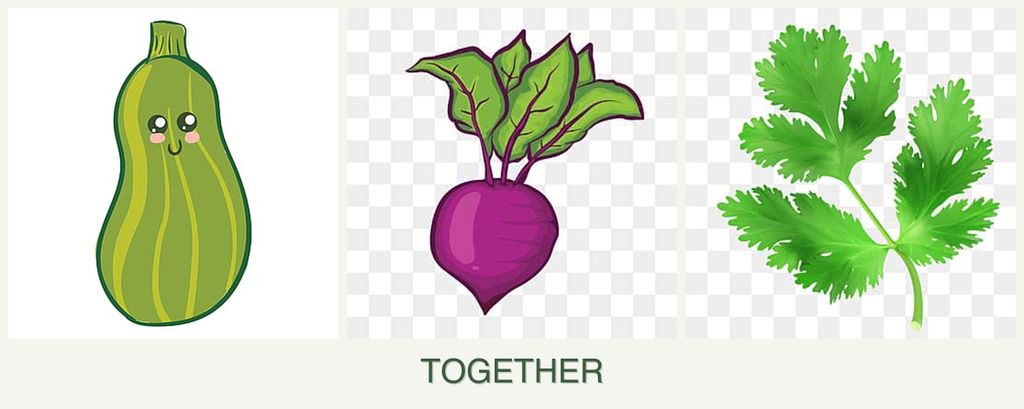 Can you plant zucchini, beets and parsley together?