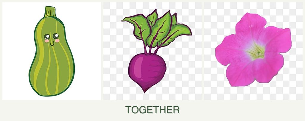 Can you plant zucchini, beets and petunias together?