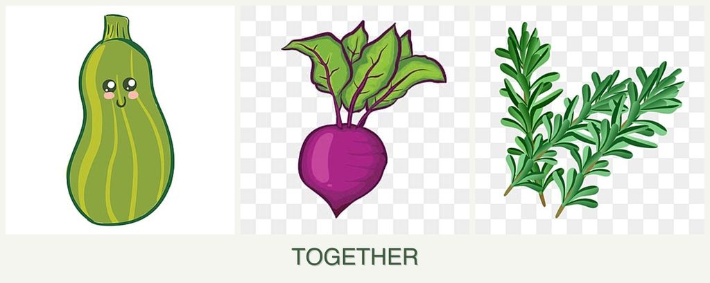 Can you plant zucchini, beets and rosemary together?