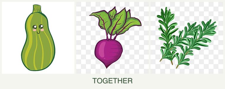 Can you plant zucchini, beets and rosemary together?