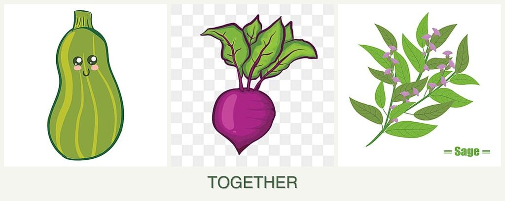 Can you plant zucchini, beets and sage together?
