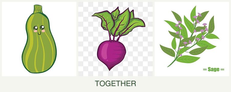 Can you plant zucchini, beets and sage together?
