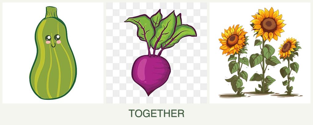 Can you plant zucchini, beets and sunflowers together?
