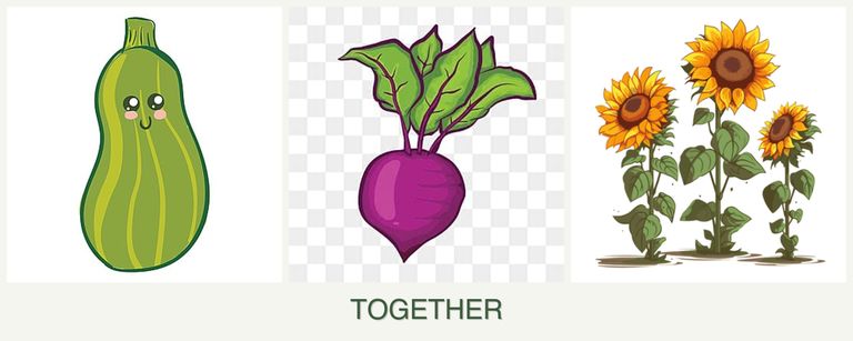 Can you plant zucchini, beets and sunflowers together?
