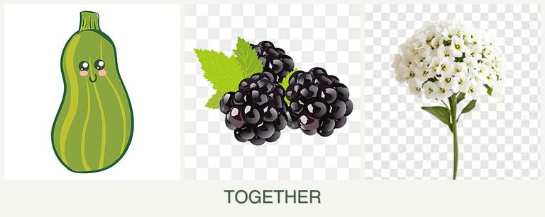Can you plant zucchini, blackberries and alyssum together?
