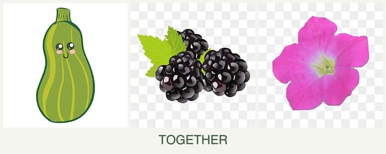 Can you plant zucchini, blackberries and petunias together?