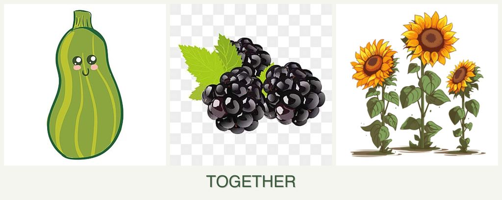 Can you plant zucchini, blackberries and sunflowers together?