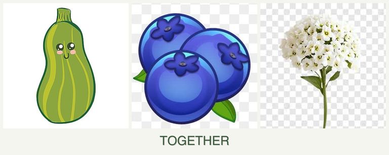 Can you plant zucchini, blueberries and alyssum together?