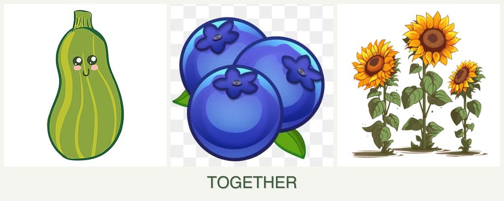 Can you plant zucchini, blueberries and sunflowers together?