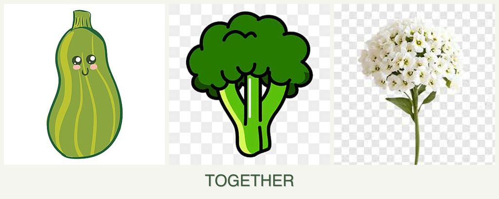 Can you plant zucchini, broccoli and alyssum together?