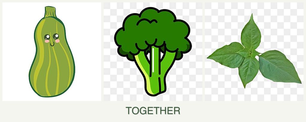 Can you plant zucchini, broccoli and basil together?