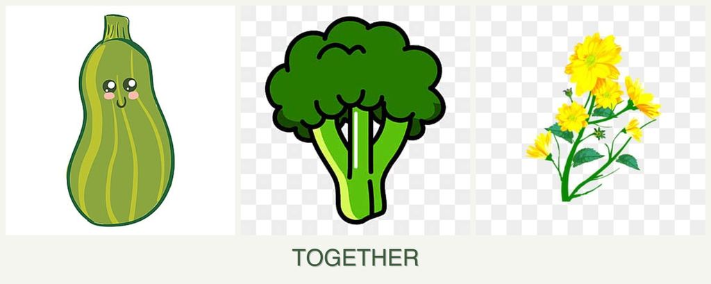 Can you plant zucchini, broccoli and calendula together?