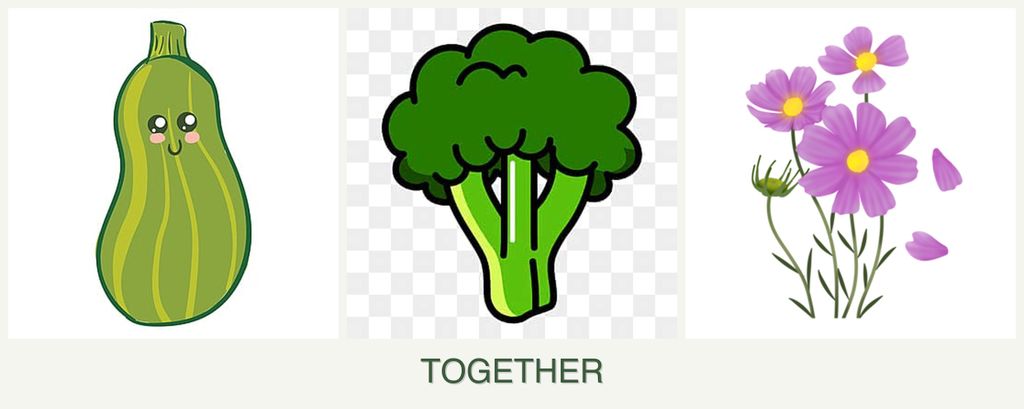 Can you plant zucchini, broccoli and cosmos together?