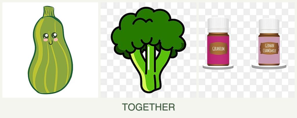 Can you plant zucchini, broccoli and geraniums together?