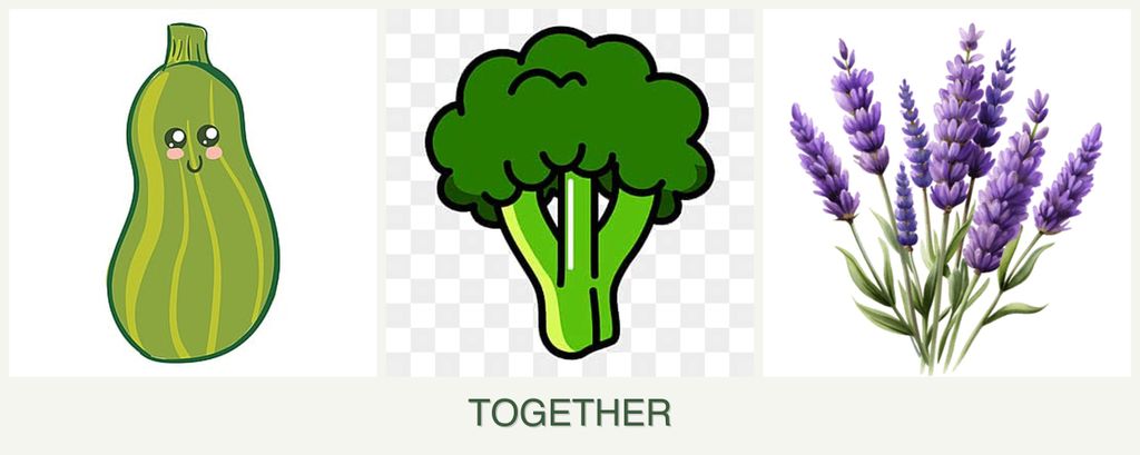 Can you plant zucchini, broccoli and lavender together?