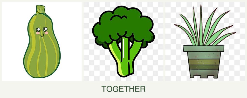 Can you plant zucchini, broccoli and lemongrass together?