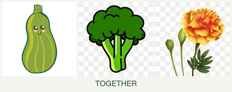 Can you plant zucchini, broccoli and marigolds together?