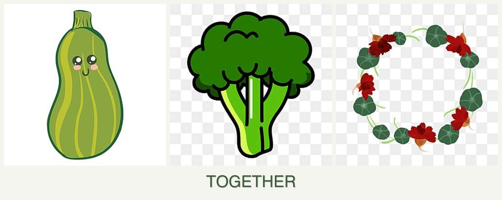 Can you plant zucchini, broccoli and nasturtiums together?