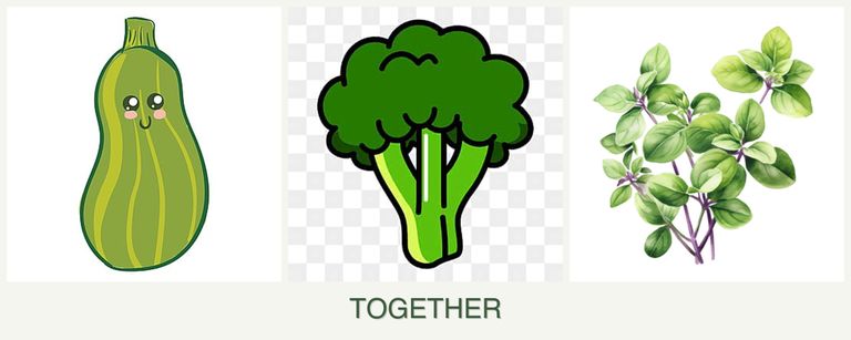Can you plant zucchini, broccoli and oregano together?