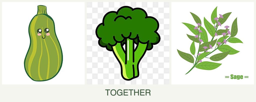 Can you plant zucchini, broccoli and sage together?